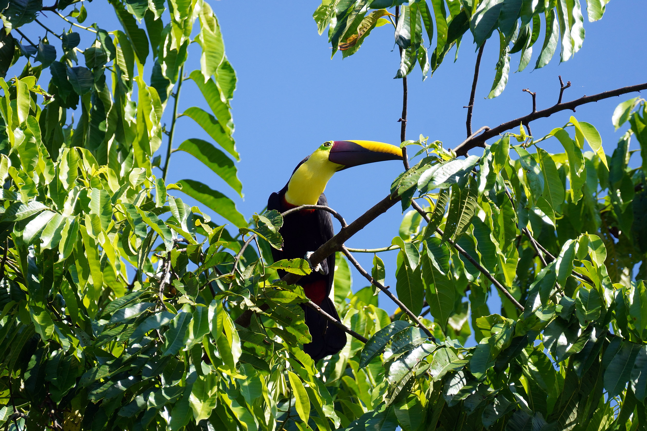 Costa Rica - Février 2025